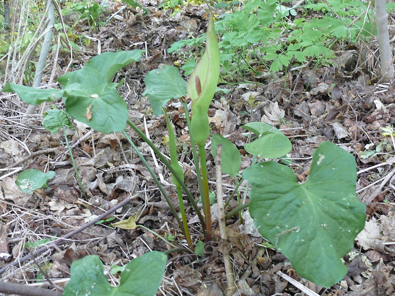 thumbs/Arum_orientale.jpg