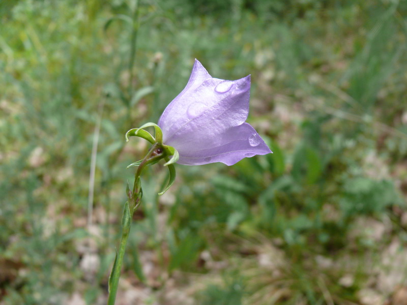 thumbs/Campanula_rotundifolia.jpg