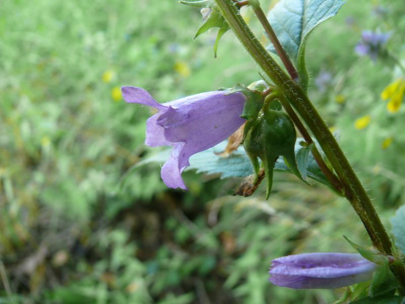 Campanula_trachelium.jpg