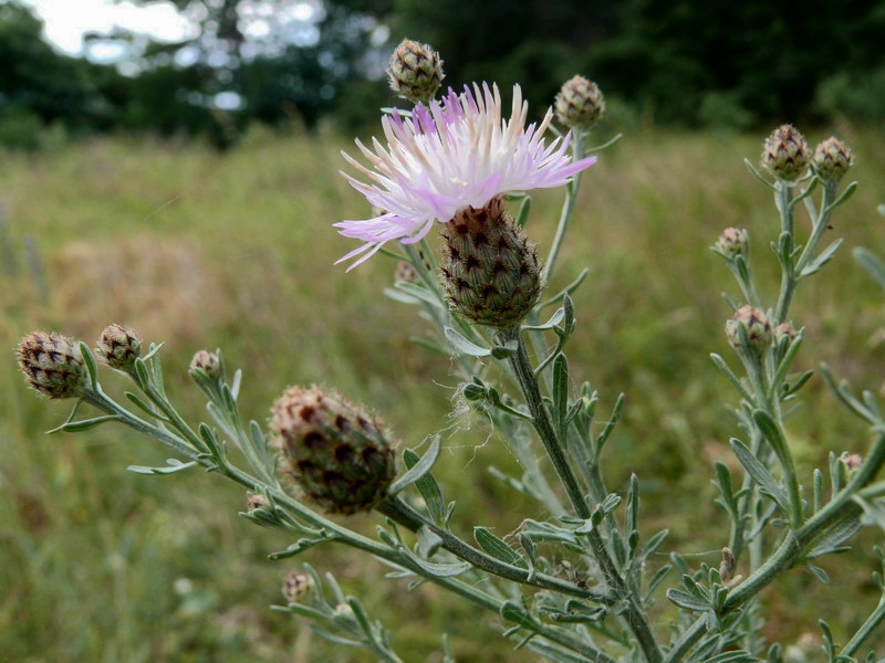 thumbs/Centaurea_arenaria.jpg