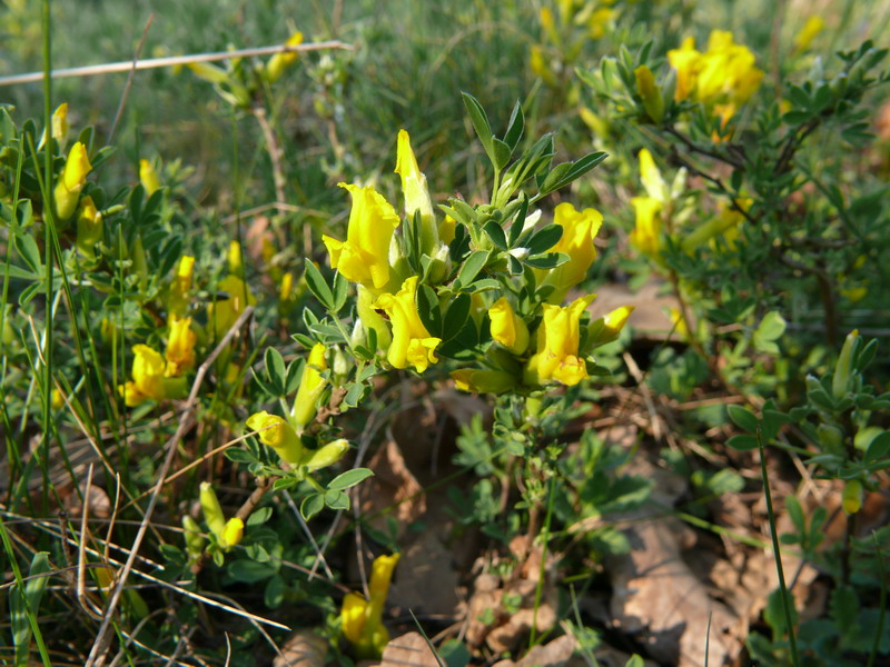 thumbs/Cytisus_ratisbonensis.jpg