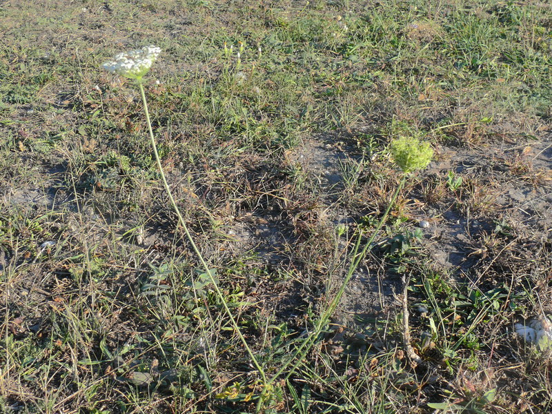 thumbs/Daucus_carota.jpg