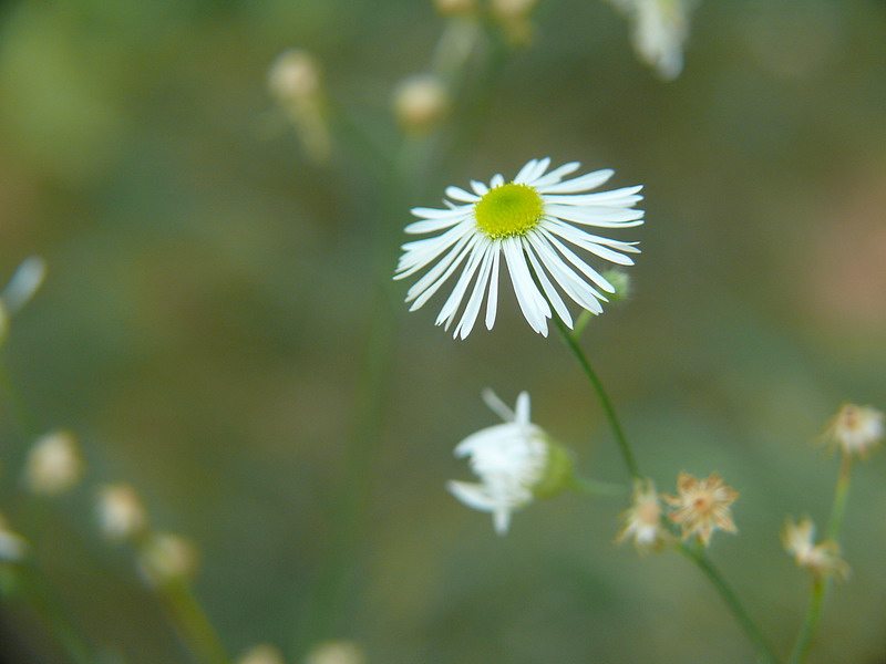 Erigeron_annuus.jpg