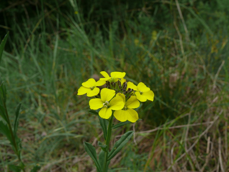 Erysimum_odoratum.jpg