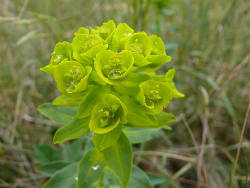 thumbs/Euphorbia_esula_tommasiniana.jpg