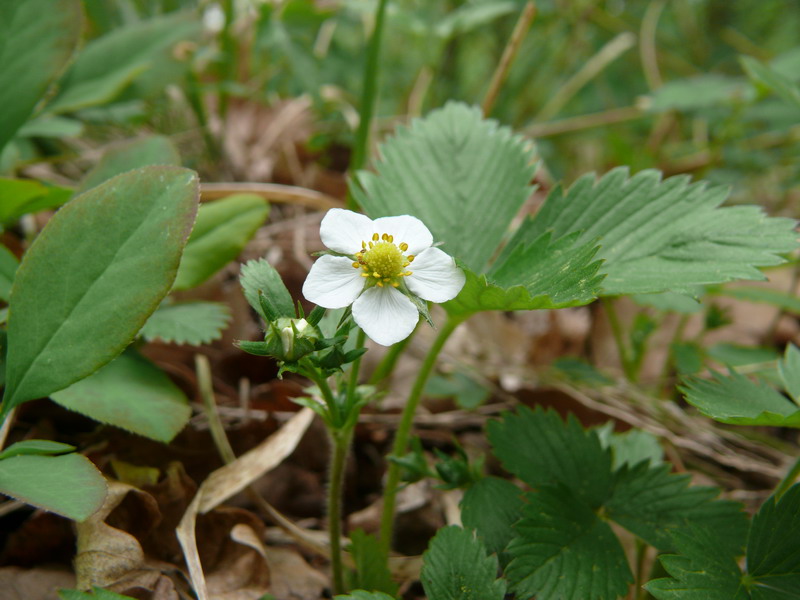 thumbs/Fragaria_vesca.jpg