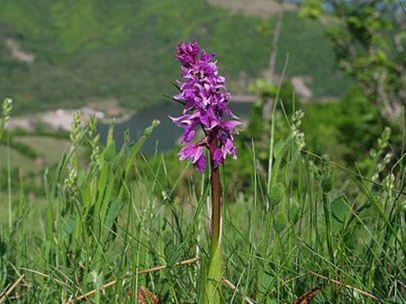 Vissza