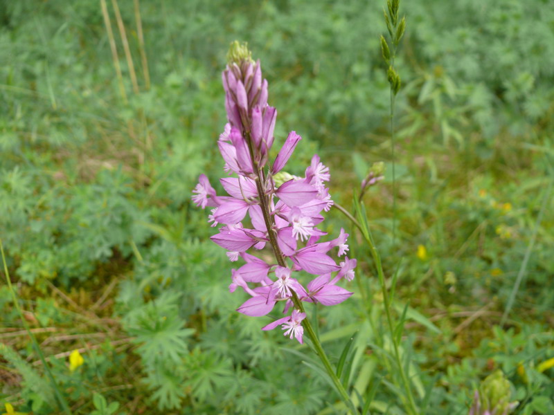 thumbs/Polygala_major.jpg