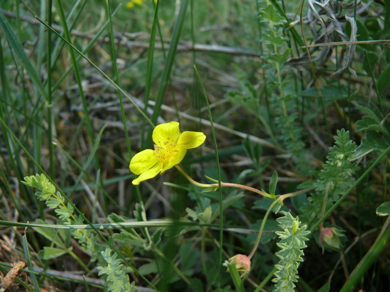 thumbs/Potentilla_fruticosa