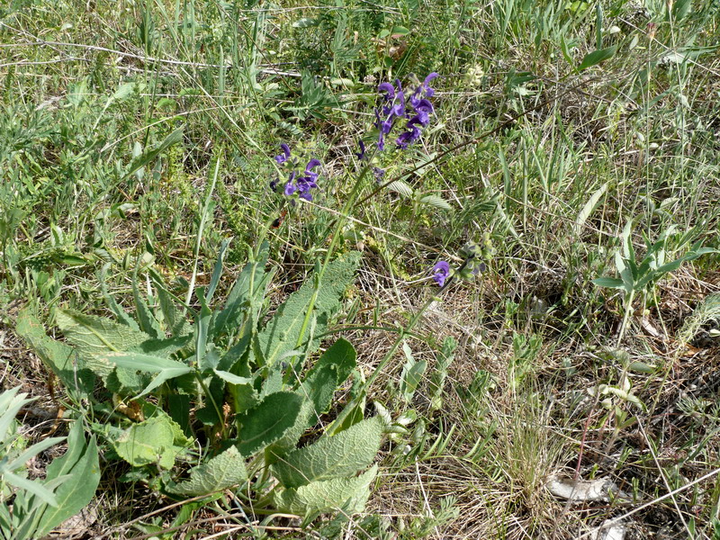 thumbs/Salvia_nemorosa.jpg