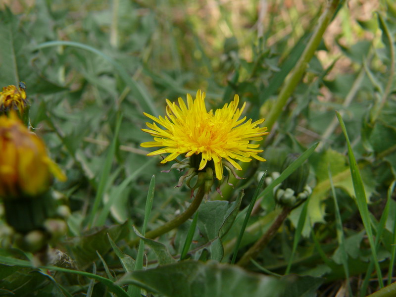 thumbs/Taraxacum_officinale.jpg