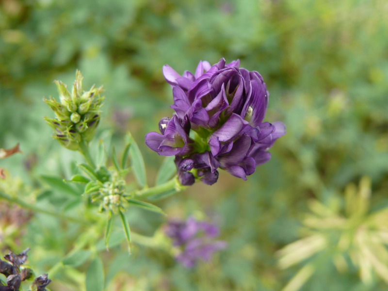 thumbs/Trifolium_medium.jpg