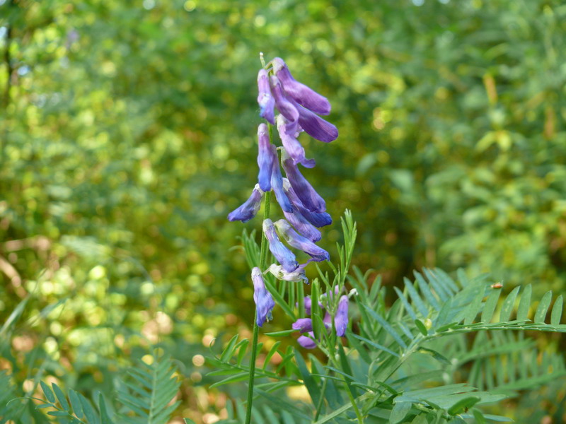 thumbs/Vicia_villosa.jpg