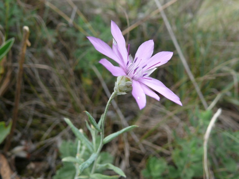 thumbs/Xeranthenum_annuum.jpg